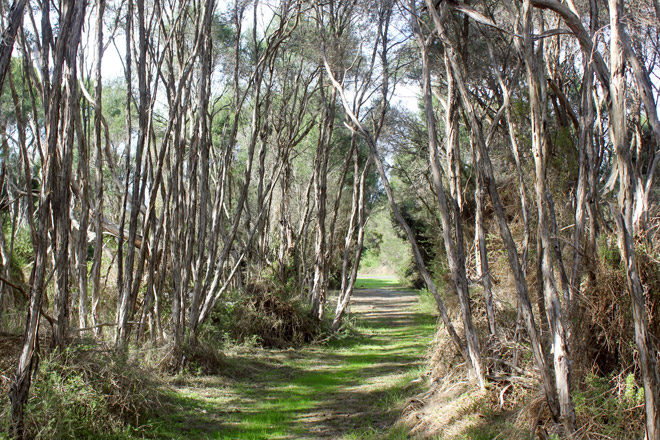 Churchill Island path, Phillip Island