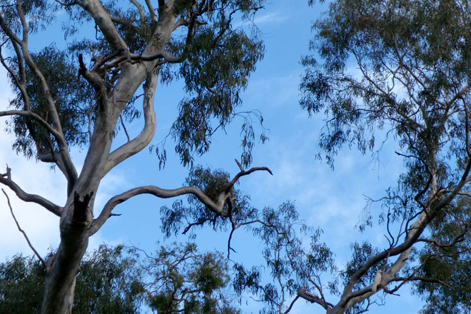 Eucalyptus trees and cocktail parrot