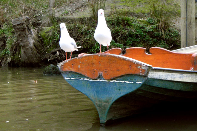 Seagulls on a boat