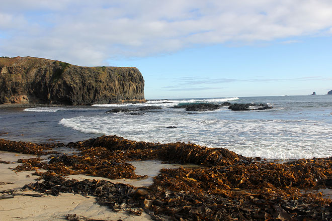Seaweed on shore