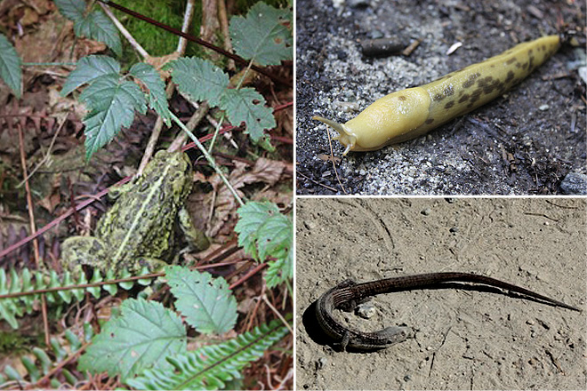 Toad, slug, and lizard