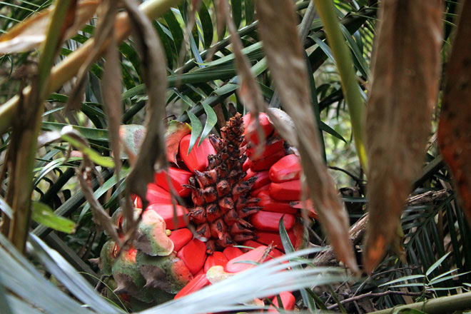 Red plant that looks like corn on a cob.