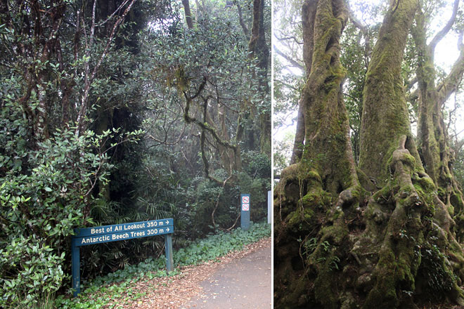 Best of All Lookout Sign and Antarctic Beech Trees
