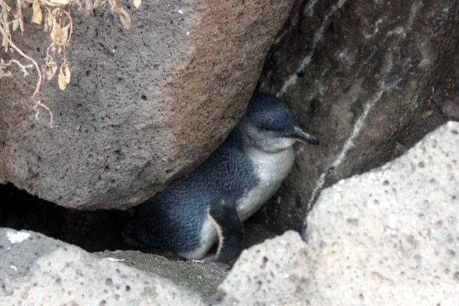 Little Penguin at St Kilda Beach. 