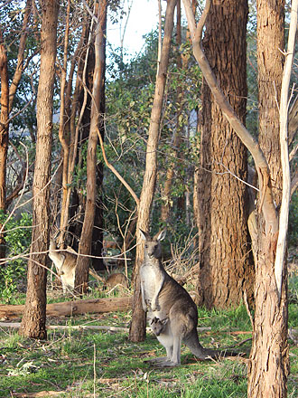 Kanga mom and baby roo. (In case you don't know, baby kangaroos are called joeys.)