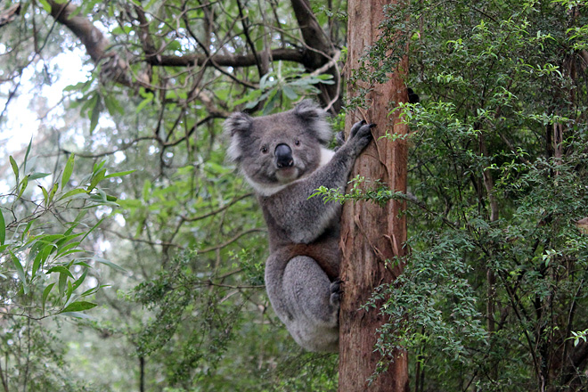 Koala in the wild, Great Ocean Road