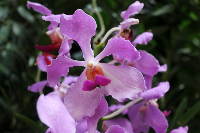Orchids from Singapore Botanic Gardens