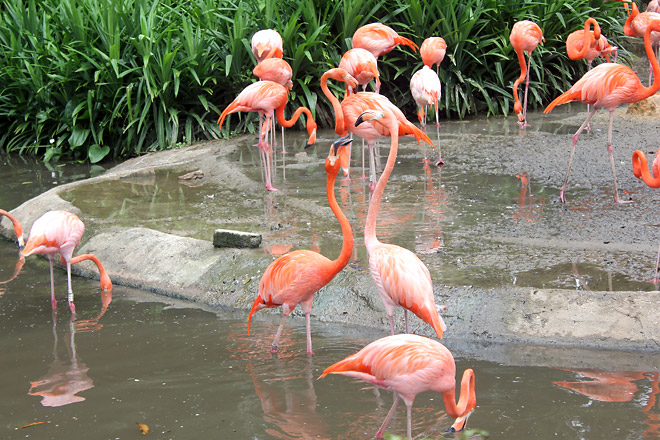 Flamingoes from Jurong Bird Park