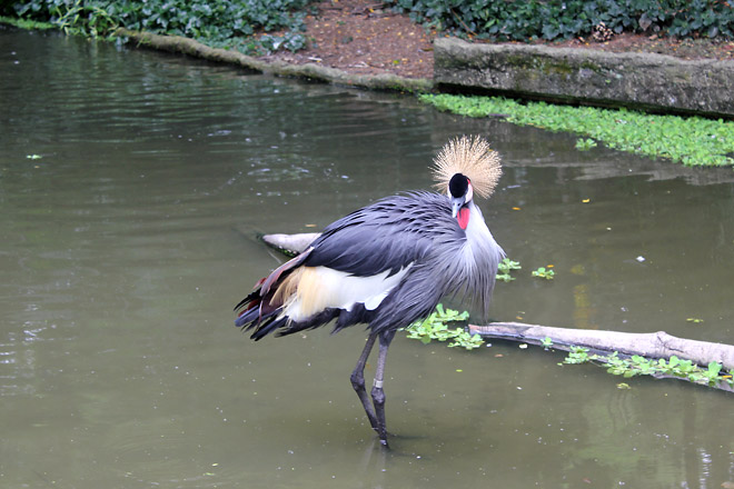 Bird from Jurong Bird Park