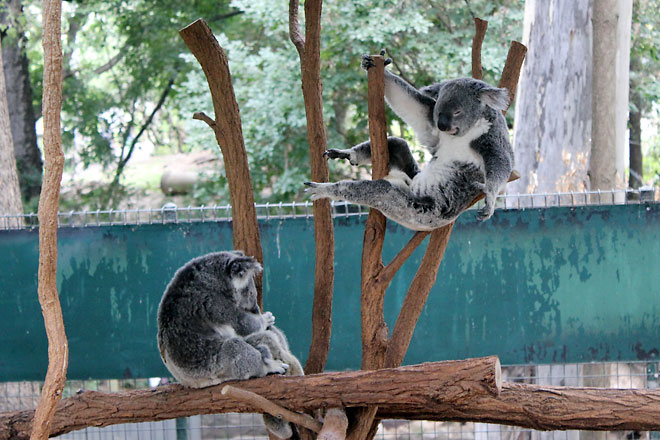 Koalas about to bust some martial arts move.