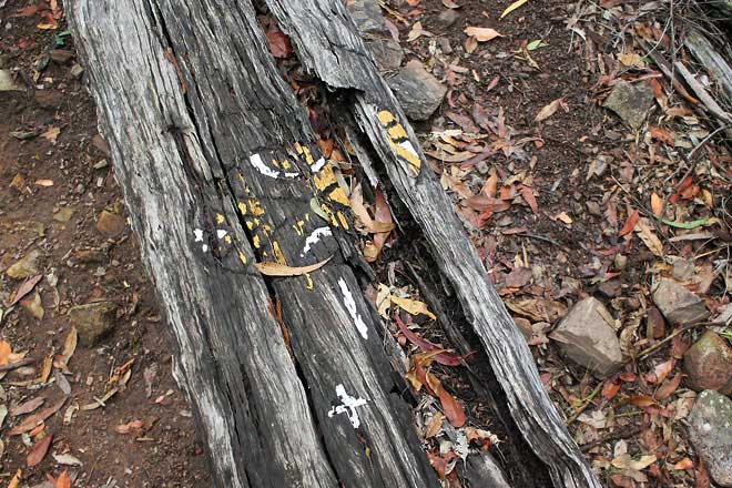 Aboriginal art on tree trunk/log.