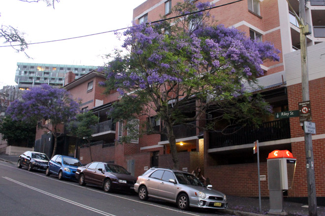 Jacarandas Trees in Sydney