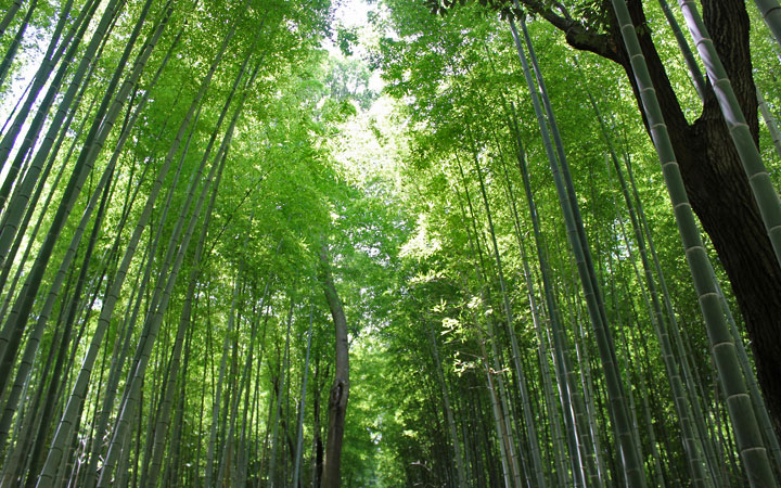 arashiyama03