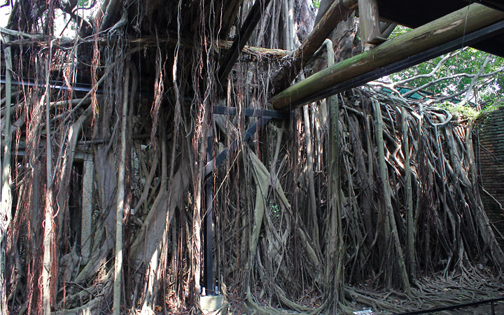 Roots hanging from the open ceiling.