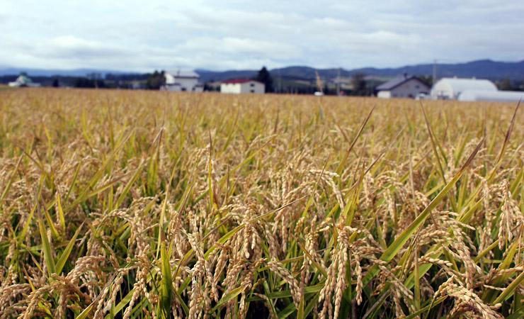 Biei - Rice Fields