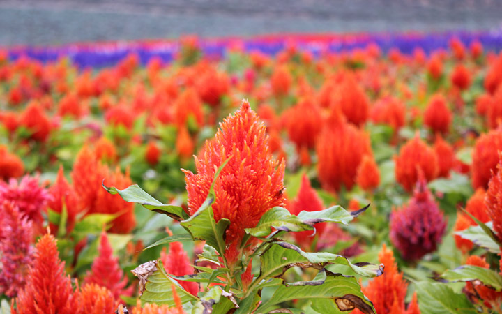 Furano flowers – Red cone head shaped flower
