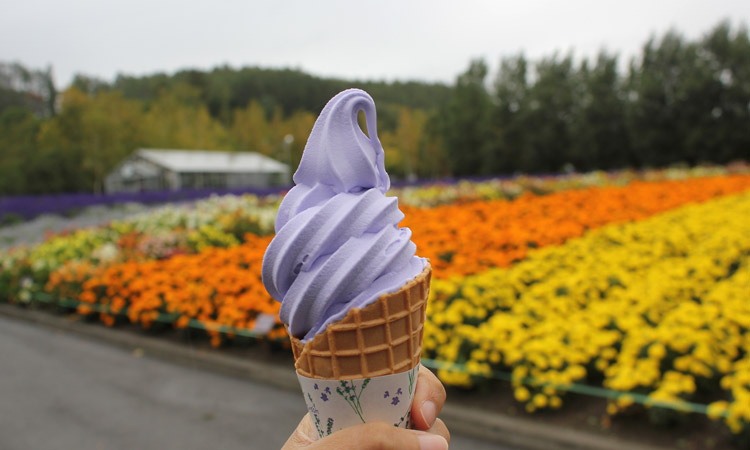 Lavendar ice cream cone at Tomita Farm